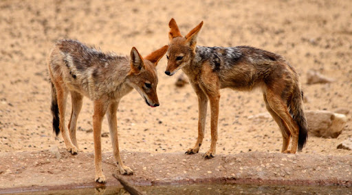 黑背豺,黑背豺哺育幼崽