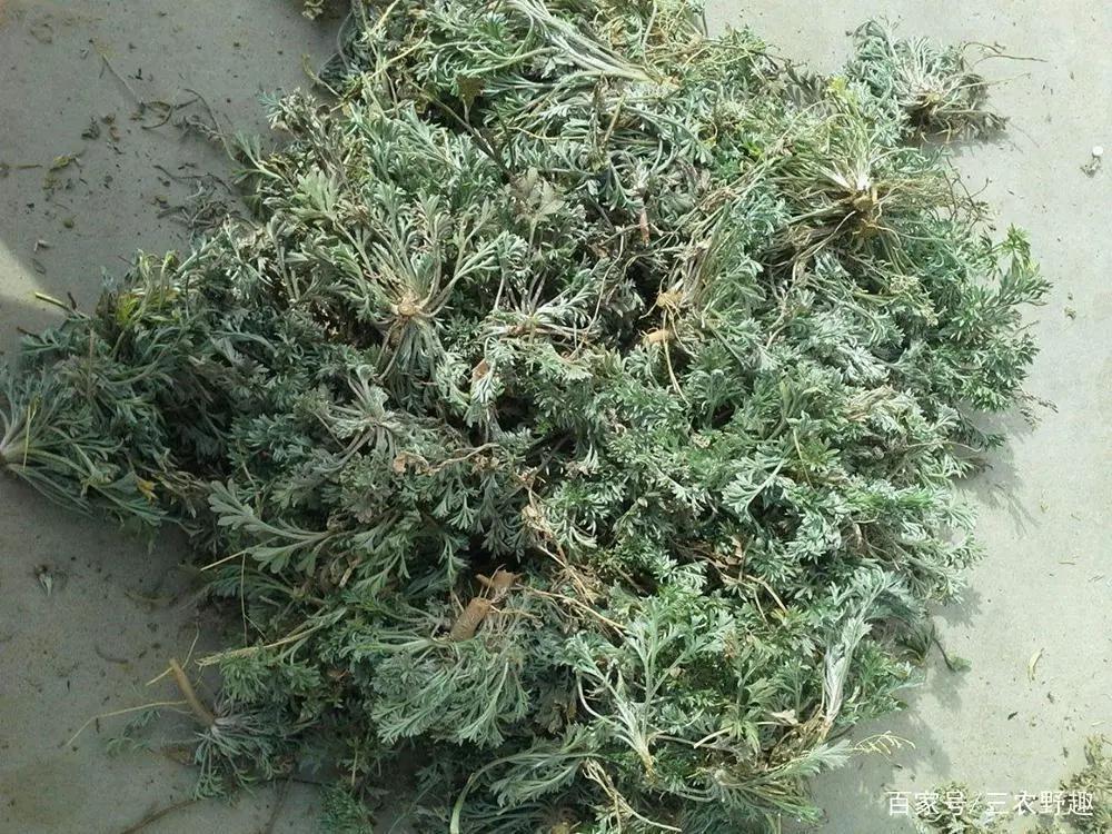 长得酷似草，但是曾经过穷人一命，如果现如今价值连城？