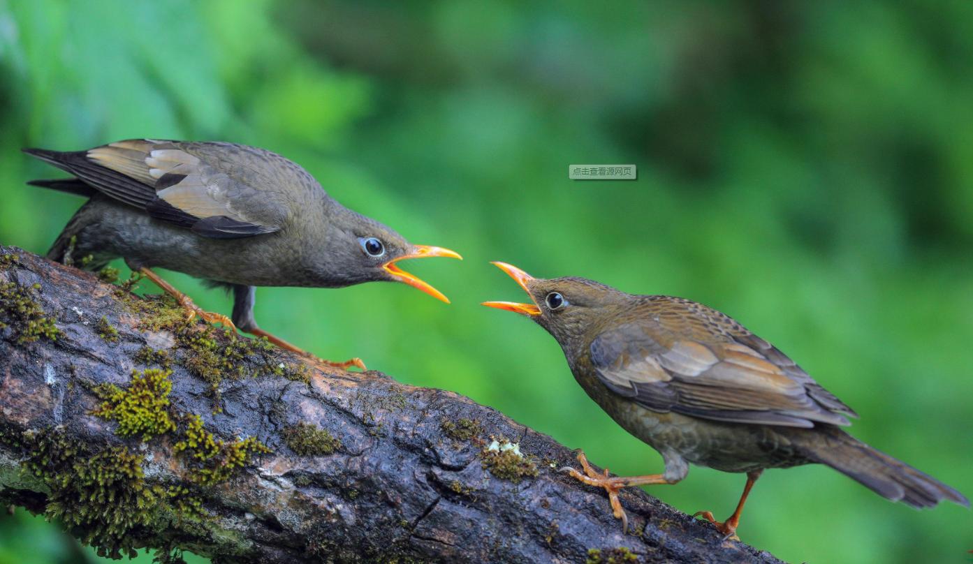 一旦发现自己所爱，就能触碰到静候在所有职业底下真正的天赋力