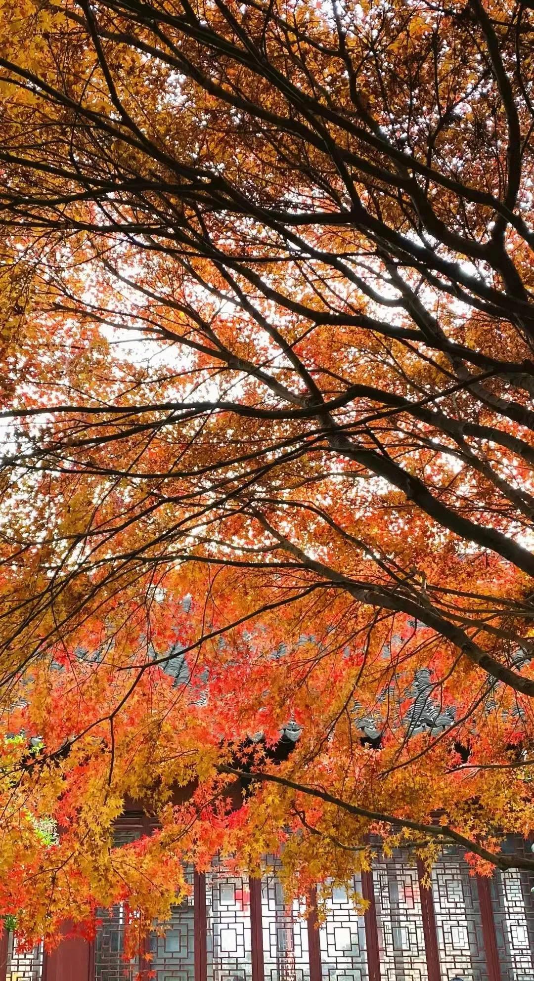 上海最美秋景,上海哪些公园可以拍秋景