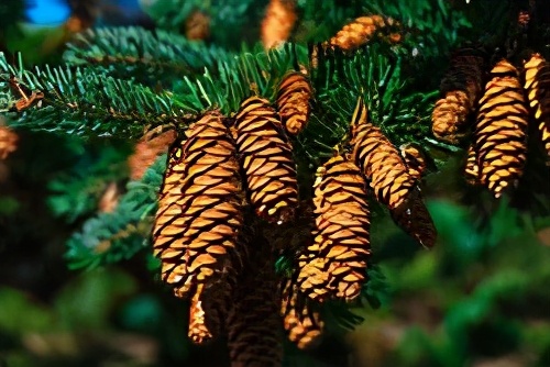 圣诞植物大全,圣诞节植物