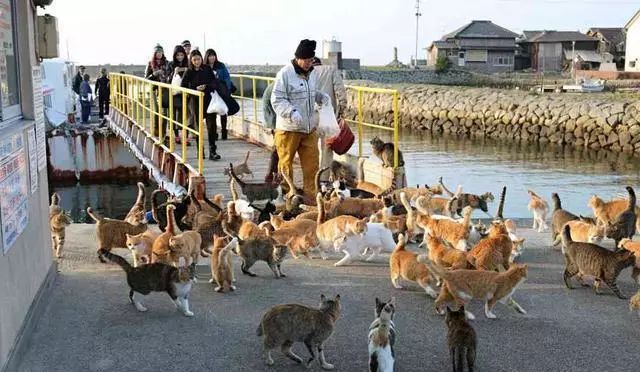 日本猫岛为什么有那么多猫,日本猫岛上为什么有这么多猫