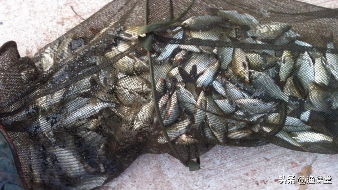 夏天钓鲫鱼用什么饵料实惠,夏季野河钓鲫鱼用什么饵好