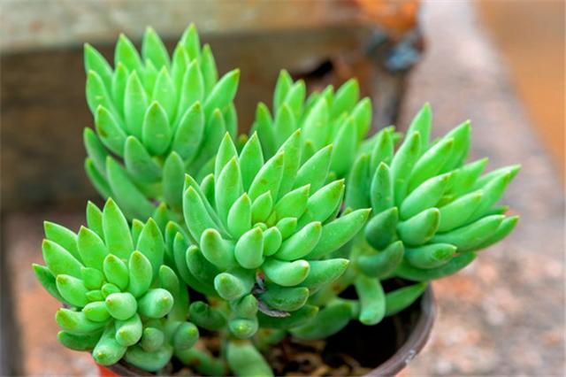 千佛手多肉如何养老桩好看,多肉千佛手好养吗