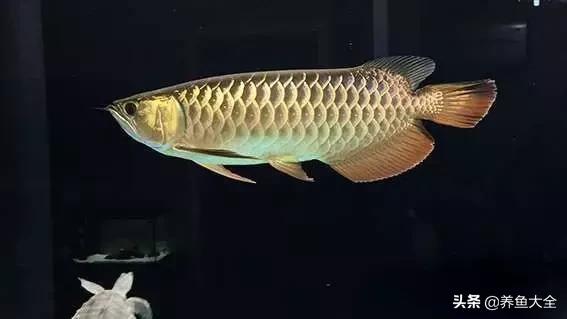 希望有着跟我一样折腾的鱼友,保持初心去对待自己的爱鱼