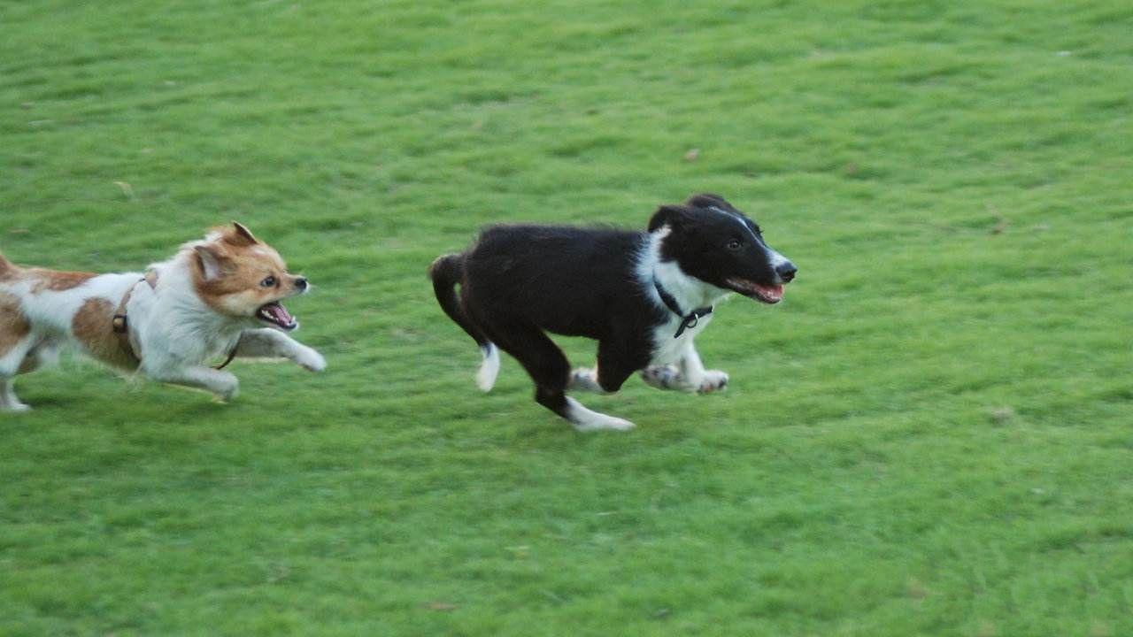 为啥狗狗交配后就跑?资深铲屎官也未必知道