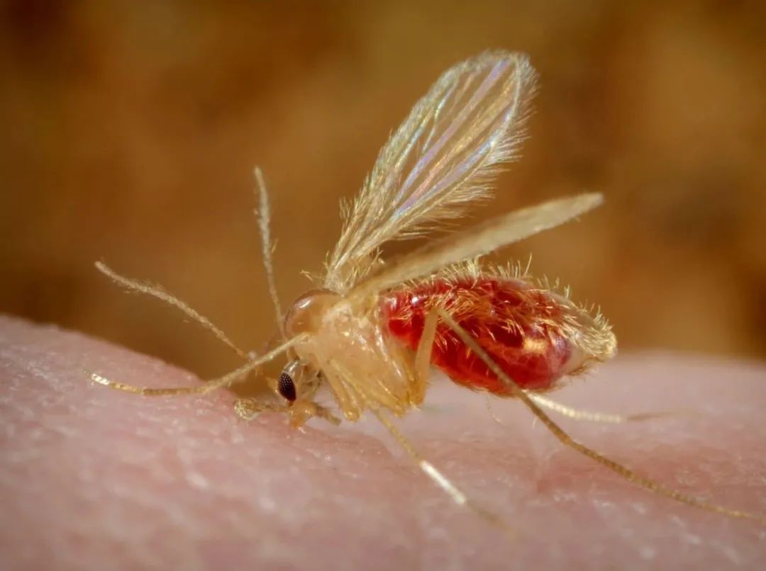 野外郊游怎样防蚊虫叮咬,夏季虫子叮咬科普视频