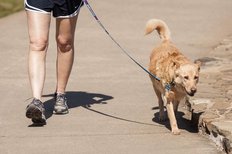 如何训练狗戴牵引带,怎么训练狗牵引