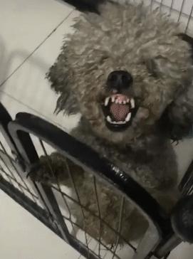 很可爱的狗被主人抛弃,可爱的泰迪被打残废