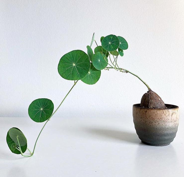 适合室内养的爬藤花期长,跟绿萝一样好养的爬藤植物