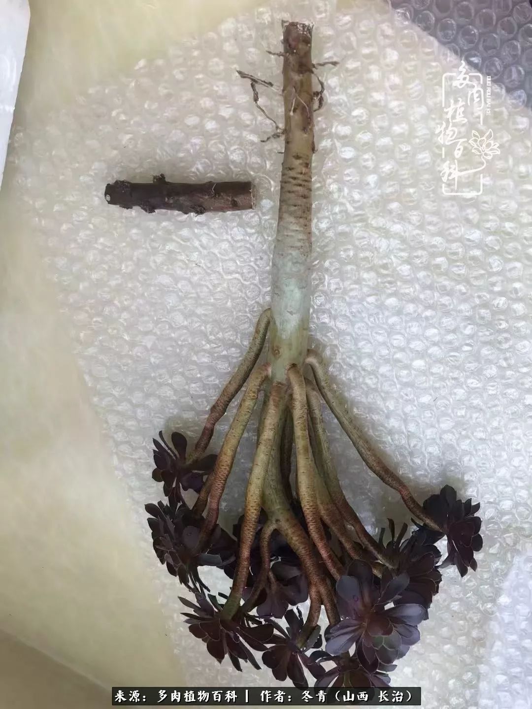 阳台养多肉徒长怎么办,阳台养多肉养殖方法和注意事项