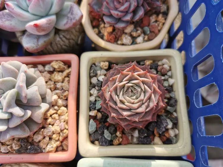 我和多肉,我与多肉