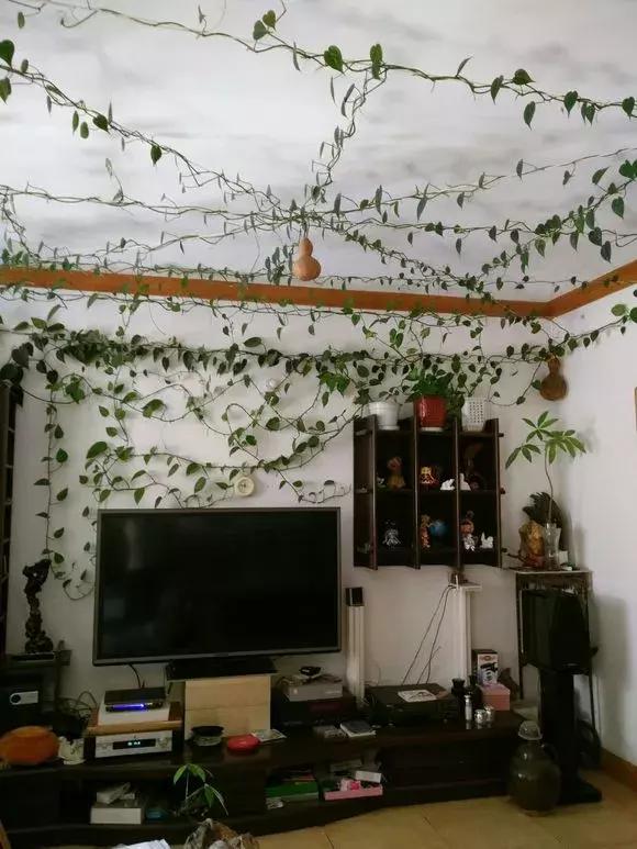 绿萝牵引神器,家中的绿萝长得太长了怎么办