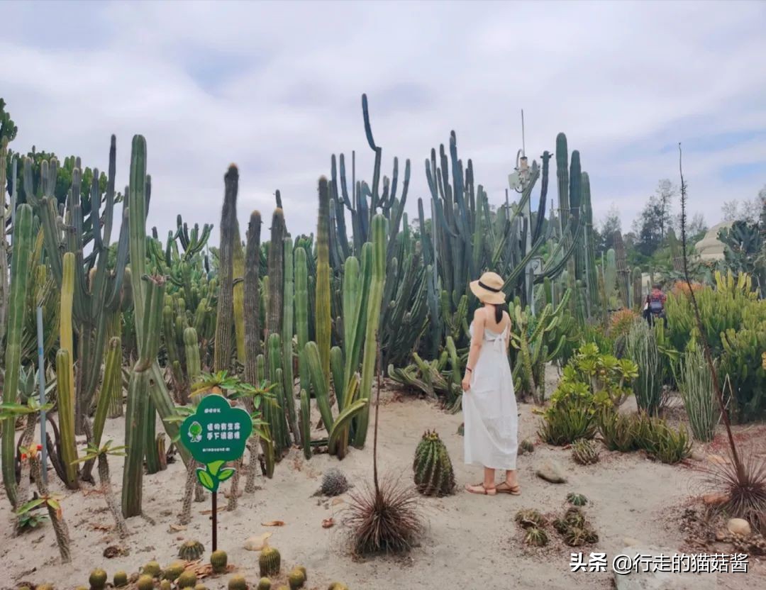 第一次去厦门必去攻略,去厦门的自由行攻略图文