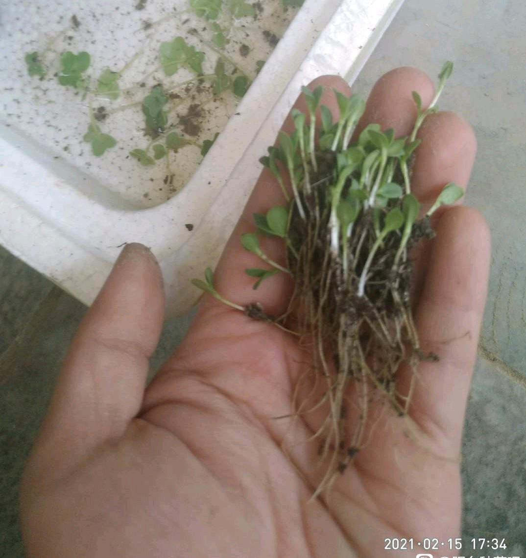 配土要选择哪些材料好,配土用哪些介质好用