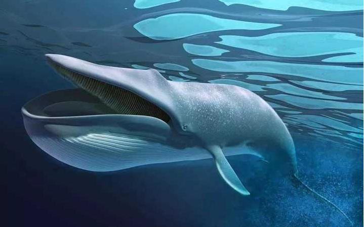 被鲸鱼吞下该如何自救,我被鲸鱼吞进肚子里你要怎么自救