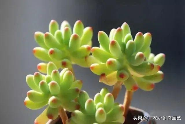 365种·常见花卉图谱，观果和多肉植物收藏篇