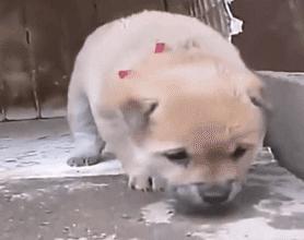 谁也拒绝不了的撒娇,谁也拒绝不了一只卖萌的小狗