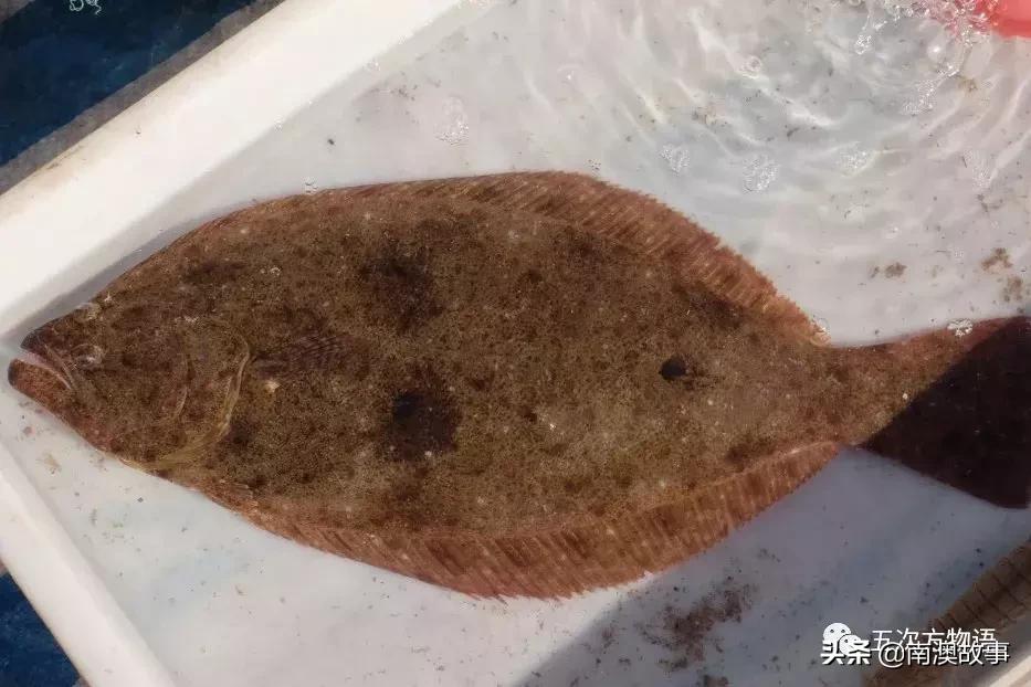 最受欢迎的海洋鱼排名,最受欢迎的十大海鲜