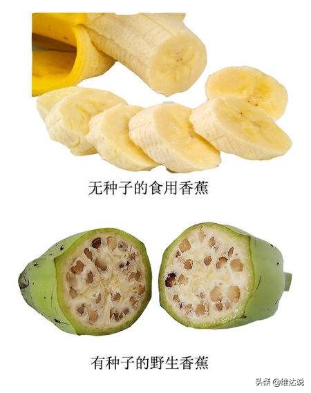 长得像香蕉树的图片,长得像香蕉但里面全是籽