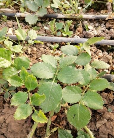 生物制剂防治白粉病,生物试剂治疗玫瑰糠疹