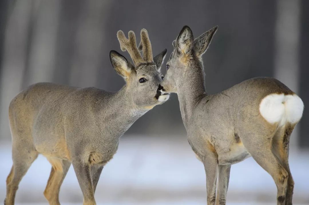 东北傻狍子到底有多傻,东北傻狍子有多傻视频