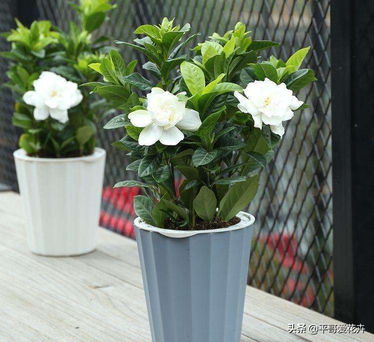 栀子花黄叶的原因及解决办法,栀子花叶片少叶子边缘发黄怎么办