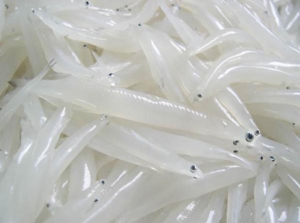 广水徐家河银鱼做法,广水徐家河有银鱼吗