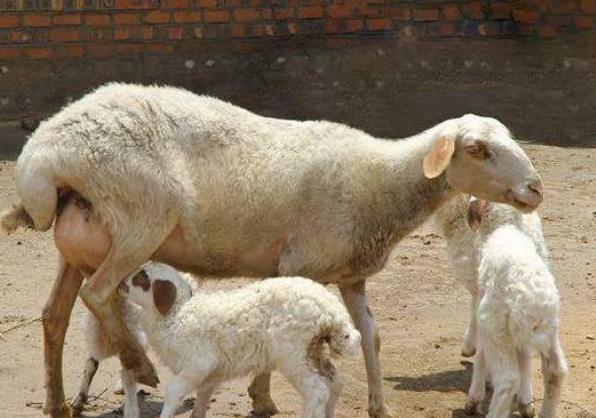 羊产后不吃东西怎么办？母羊产后不反刍不吃草，可以试试这些方法