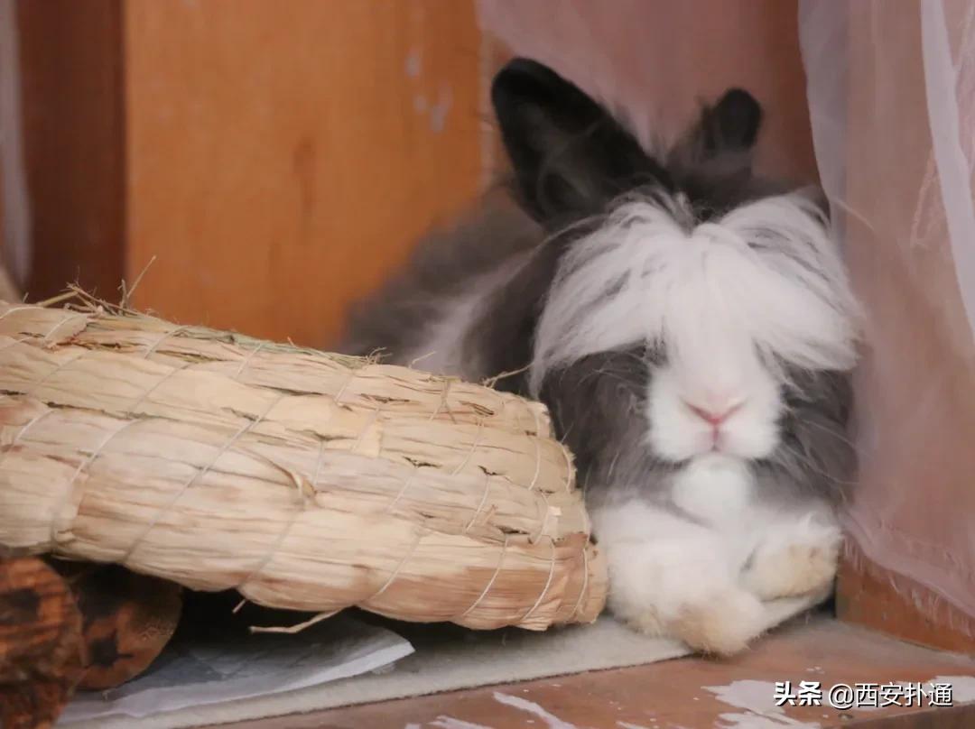 西安有哪些可以撸兔子的店,西安撸兔子的店
