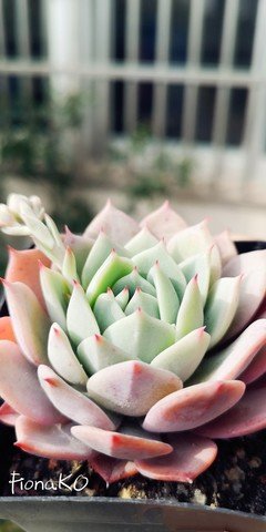 淘宝买多肉带盆的需要脱土修根吗,淘宝上买多肉有什么坑