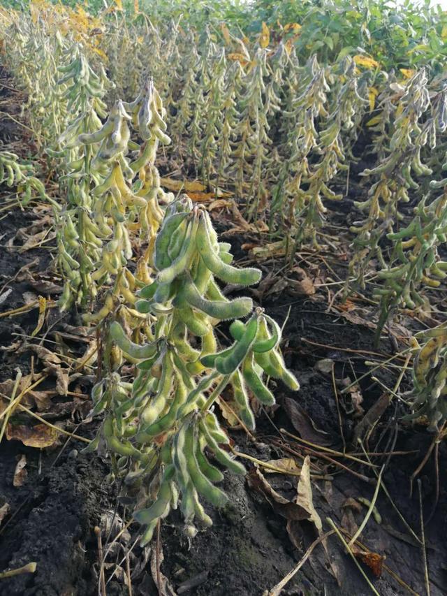 东北大豆今年价格,东北大豆最新价格新闻