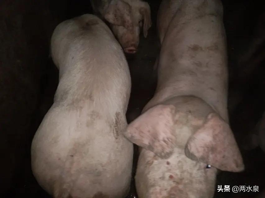 农村现在干什么挣钱快又稳,农村现在干什么赚钱多