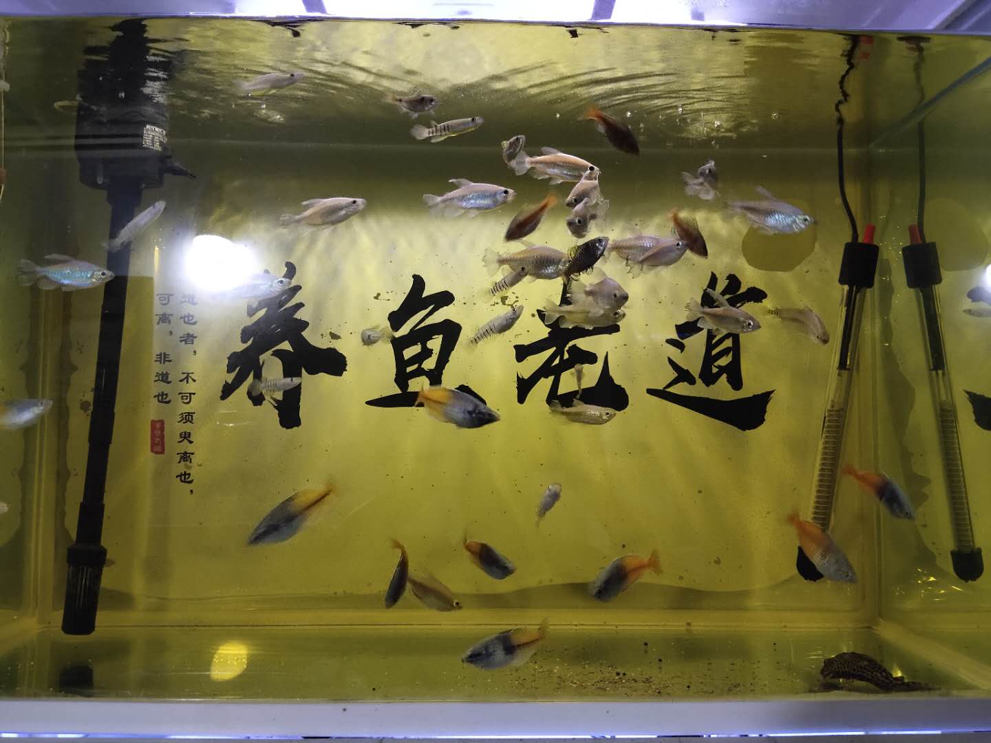 水质总是有白色细小浓稠泡沫,鱼缸水面泡沫过多