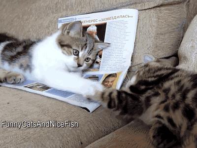 猫猫为什么喜欢躲在暗处扑人,猫猫为什么把爪子藏起来