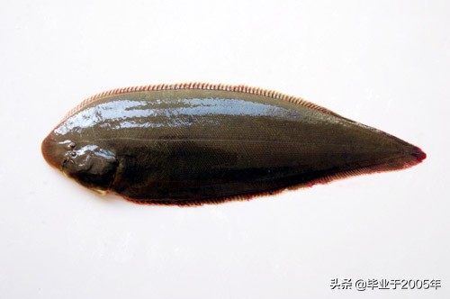 辽宁常见的鱼有哪些,辽宁沿海常见鱼