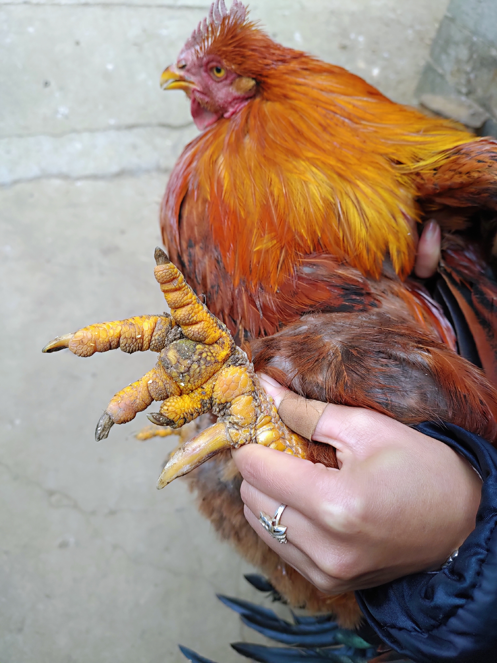 如何辨认老鸡,三年以上正宗老母鸡长什么样