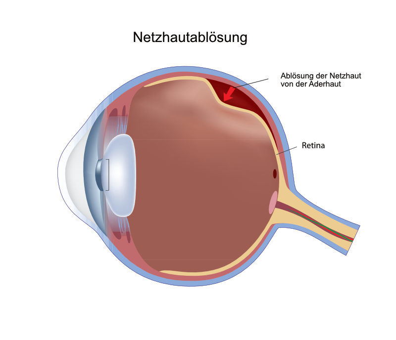 人的眼睛在动物界的水平,人的视力在动物界排名