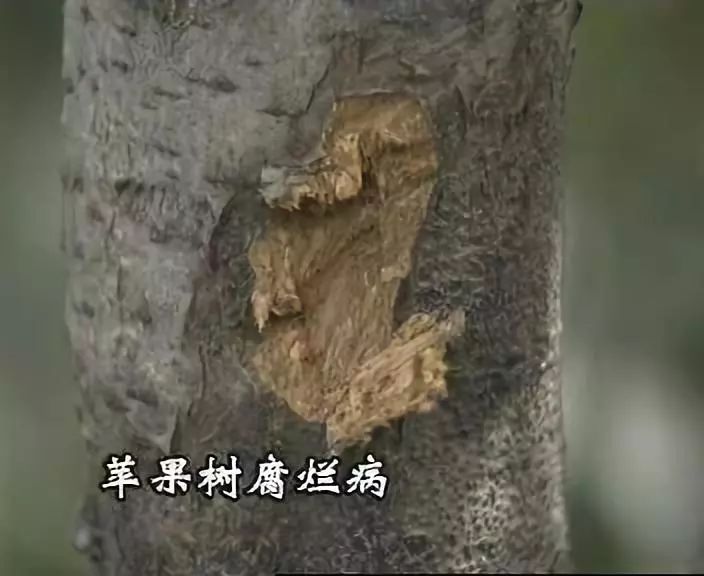 苹果树干干枯怎么回事,苹果枝干类病害图片