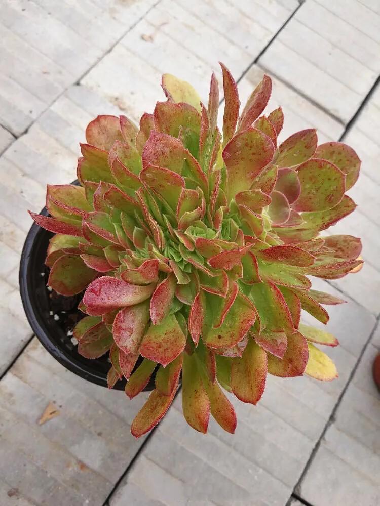 多肉法师韶羞现在能摘心吗,韶羞法师和荷兰玫瑰法师的区别