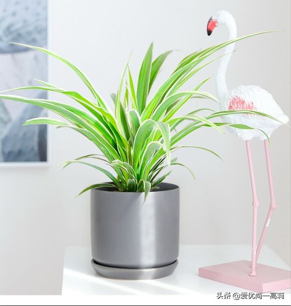 完美搭配，背阴阳台咱们也可以打造一个花园！