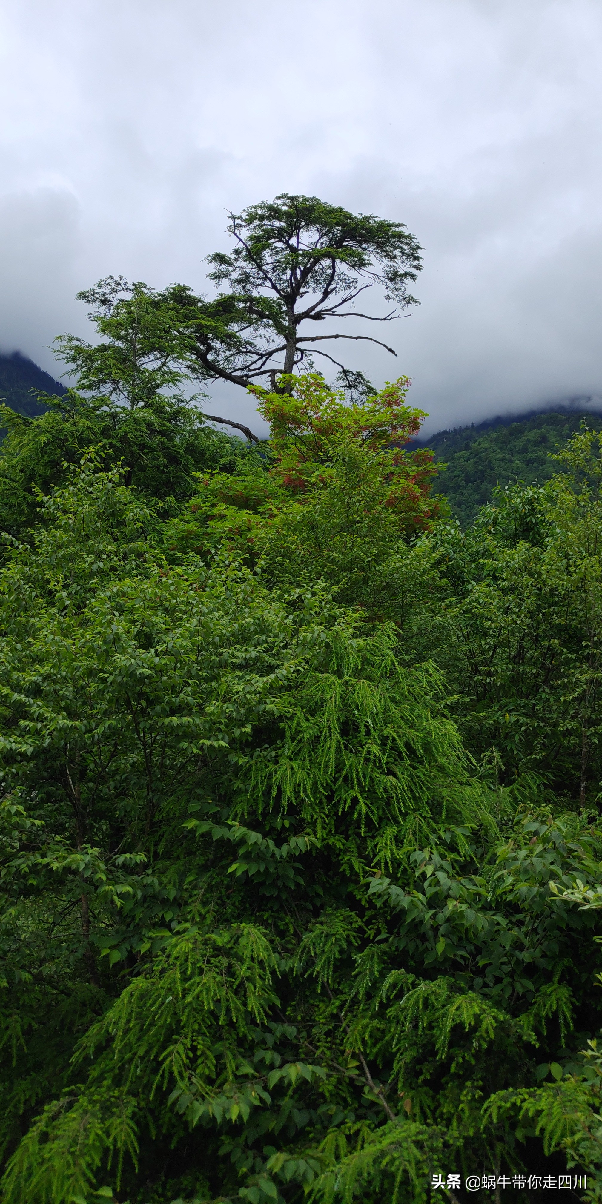 一家三口重庆到拉萨旅游攻略预算,一家三口成都去拉萨大概要多少钱