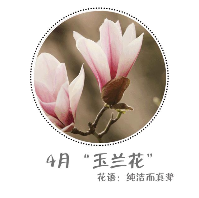 魔都赏花旅游攻略,魔都春季赏花好地方