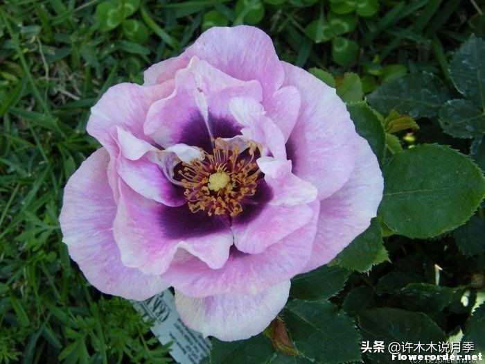 稀有月季蓝色妖姬,颜色比较稀有月季有哪些品种