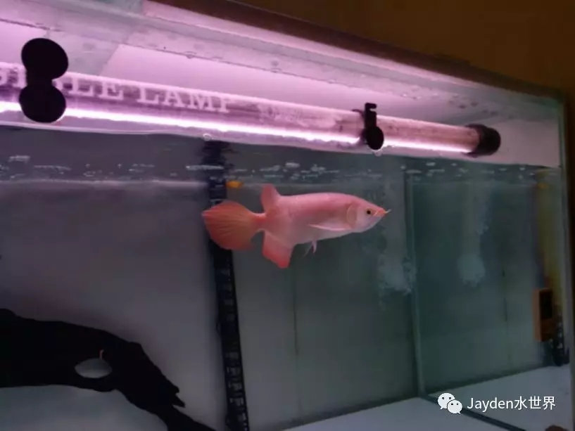 龙缸要几根灯管,龙缸灯管功率一般多大