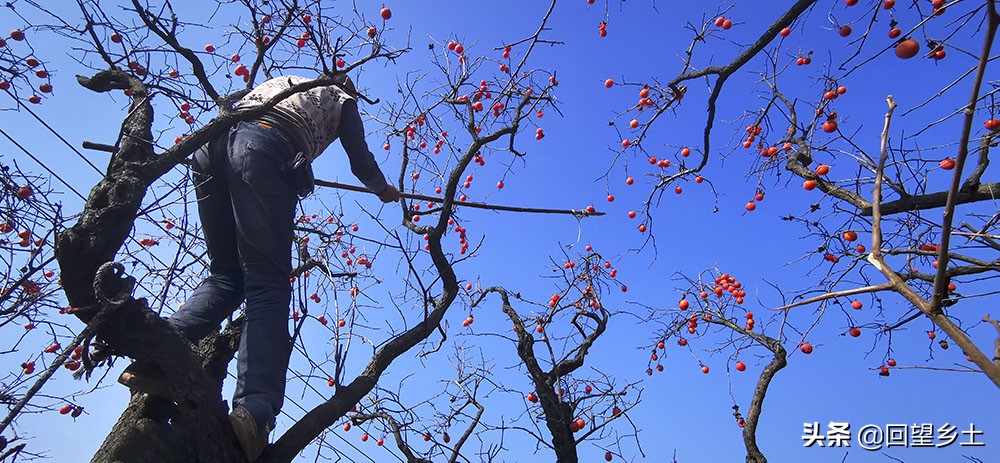 柿子怎么摘好吃又难摘,柿子在树上摘下来怎么弄才好吃