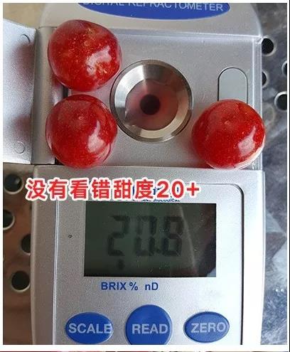 黄草樱桃是什么品种,米易黄草樱桃跟西昌樱桃有啥区别