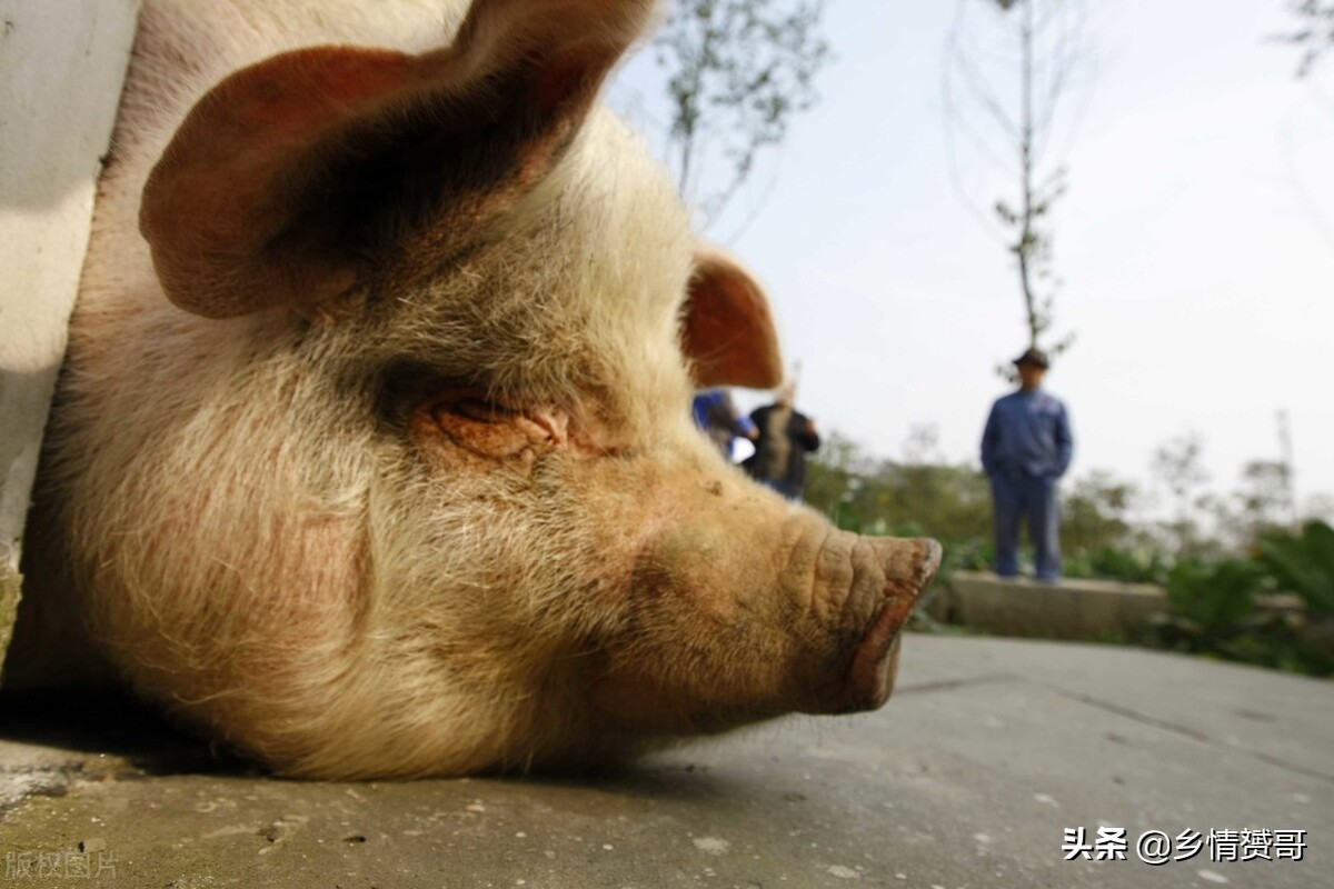 又到5.12，“猪坚强”不再坚强，忆那年农村