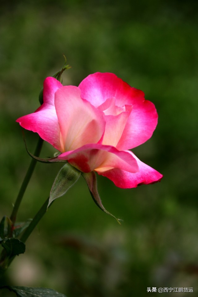 淡谈幸福生活,论幸福生活