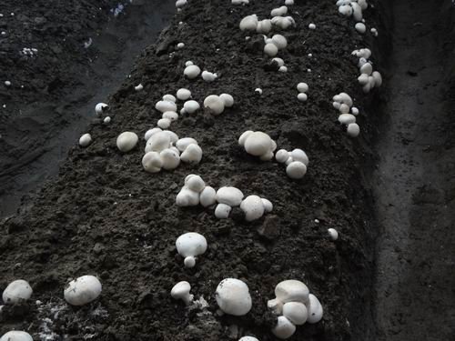 双孢菇菌种培养方法视频,双孢菇料进棚后二次发酵过程